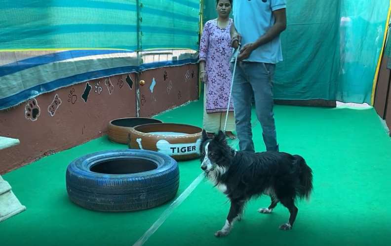 Pet Boarding Services at Doggy Dhaba